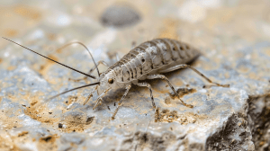 get rid of silverfish in sarasota fl waves